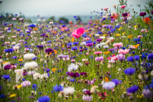 Stay Home Save Lives