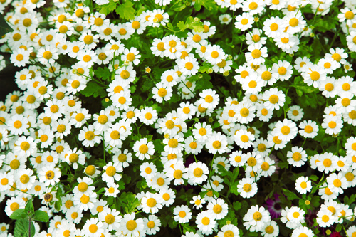 Stay Home Save Lives